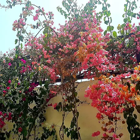 Апартаменты Alsol Nogal- Adults Only *