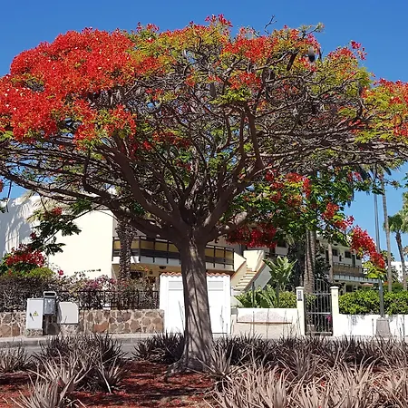 Alsol Nogal- Adults Only Playa del Ingles (Gran Canaria)