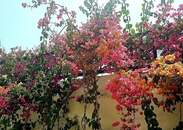 Apartment Alsol Nogal- Adults Only *