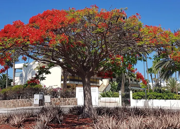 Alsol Nogal- Adults Only بلايا ديل إنغلز